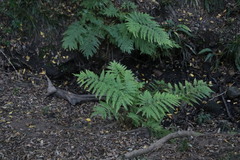 Pteris dentata
