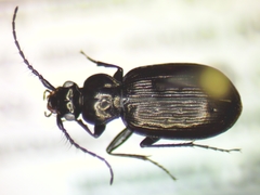 Loricera