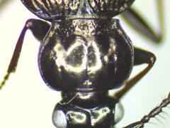 Loricera