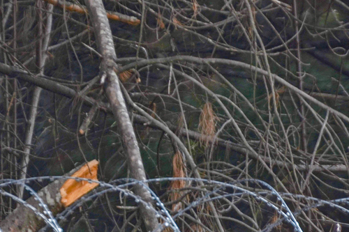 Brown Parrotbill (Paradoxornis unicolor), photo 9