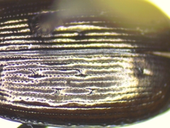 Loricera