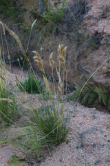 Pentameris curvifolia