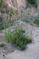 Pentameris curvifolia