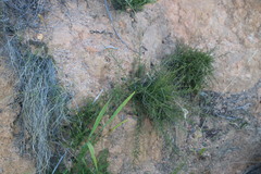 Aspalathus biflora biflora