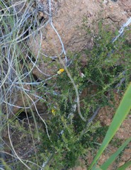 Aspalathus biflora biflora