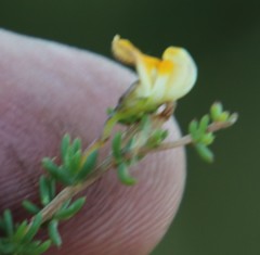 Aspalathus biflora biflora