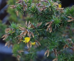 Aspalathus astroites