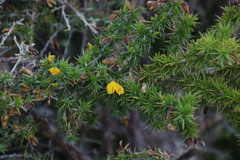 Aspalathus astroites