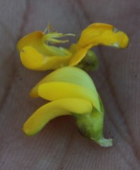 Aspalathus astroites