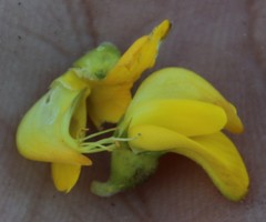 Aspalathus astroites