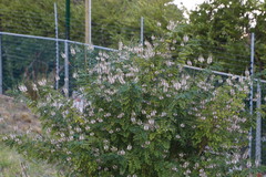 Indigofera jucunda