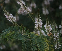 Indigofera jucunda