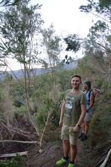 Aspalathus macrantha