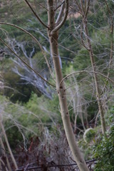 Aspalathus macrantha