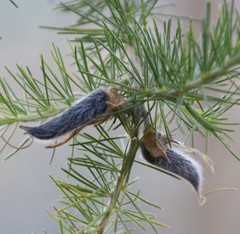 Aspalathus macrantha