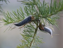 Aspalathus macrantha