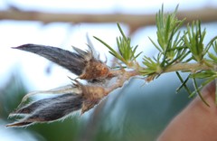 Aspalathus macrantha