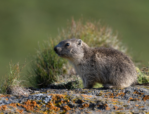 Alpine Marmot