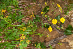 Potentilla grandiflora