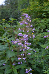 Jovellana punctata
