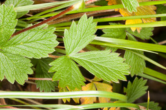 Potentilla grandiflora