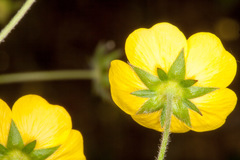 Potentilla grandiflora