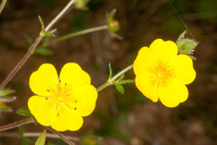 Potentilla grandiflora