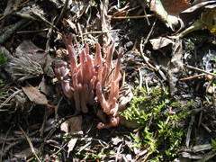 Alloclavaria purpurea