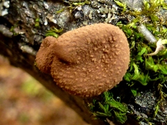 Encoelia furfuracea image
