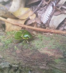 Stethaspis suturalis