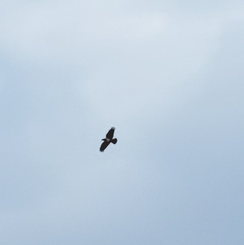 Pied Crow