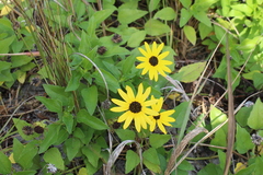 Helianthus debilis image