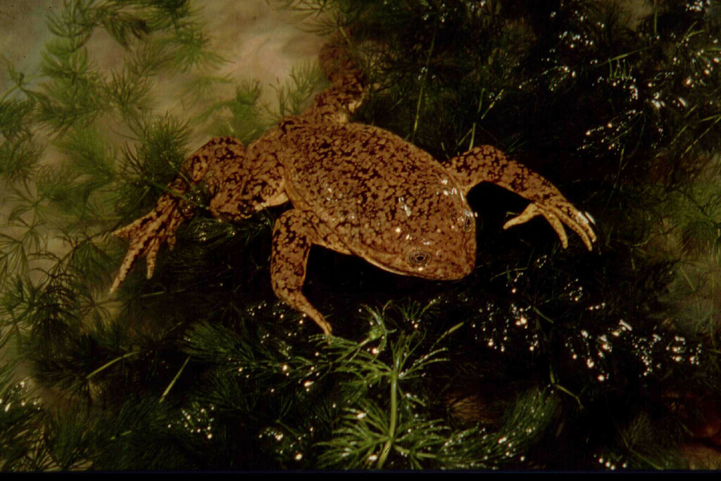 Andes Smooth Frog