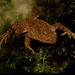 Junín Giant Frog - Photo (c) Carlos Arias Segura, some rights reserved (CC BY-SA)