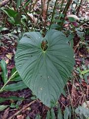 Anthurium formosum image