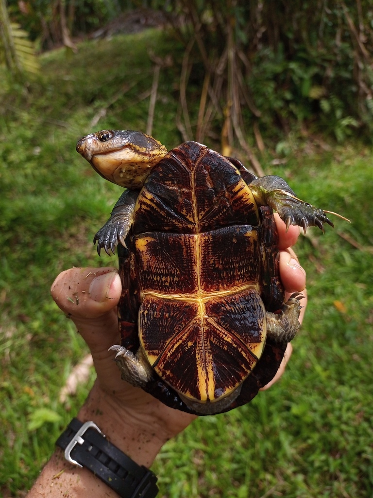 White-lipped Mud Turtle in June 2023 by Marco Acuña · iNaturalist