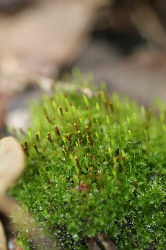 Image of Tayloria octoblepharum by (c) Em Lamond, some rights reserved (CC BY)