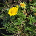 Dwarf Yellow Cinquefoil - Photo (c) HermannFalkner/sokol, some rights reserved (CC BY-NC)