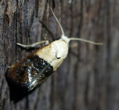 Eugnosta erigeronana