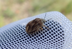 Homaemus aeneifrons