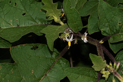 Solanum anguivi image