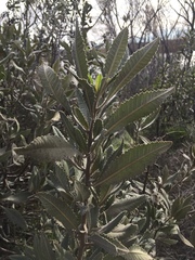 Eriodictyon crassifolium