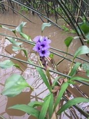 Pontederia azurea