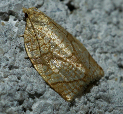 Adoxophyes negundana