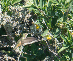 Selasphorus sasin sedentarius