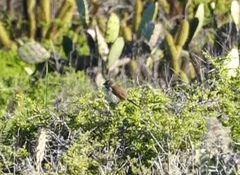 Artemisiospiza belli clementeae