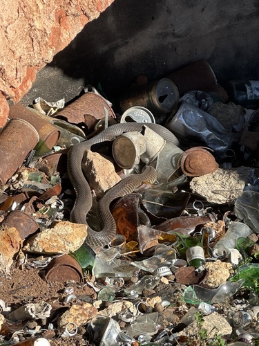 Mulga Snake sighting