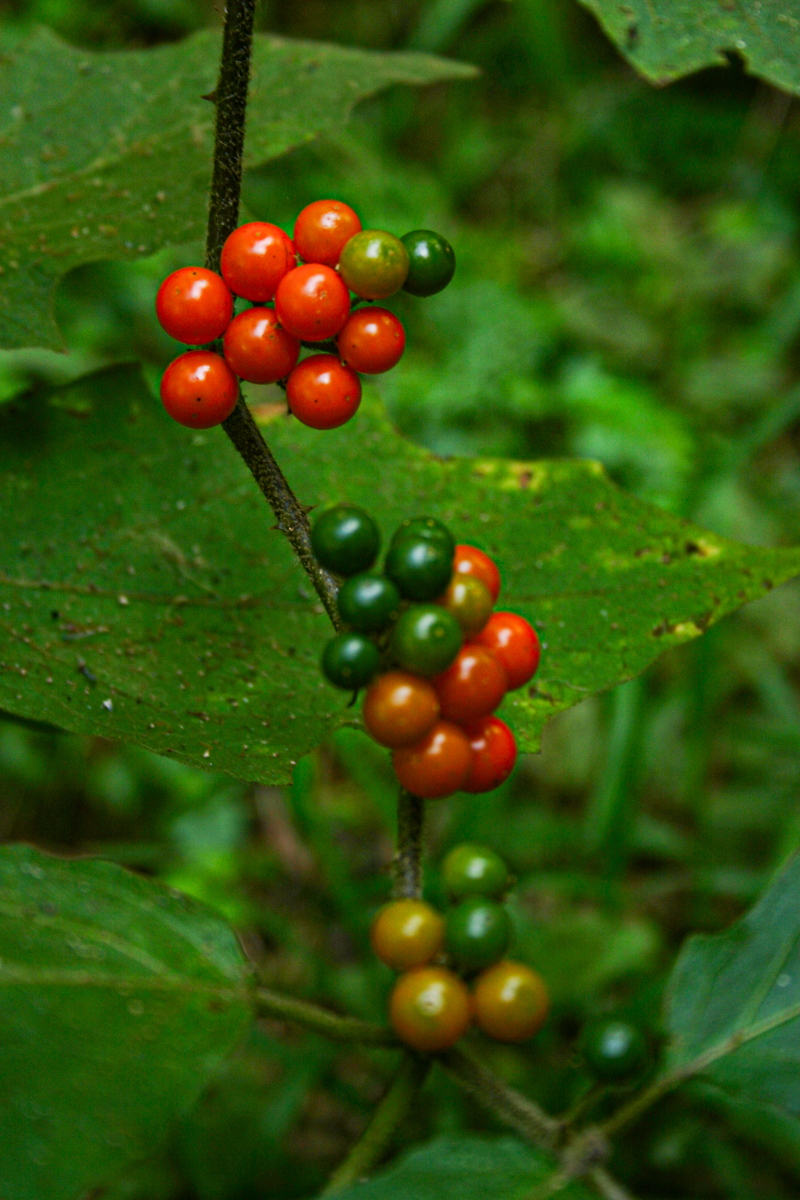 Solanum anguivi