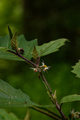 Solanum anguivi image
