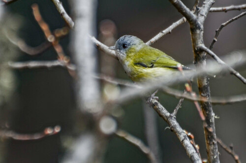 Green Shrike-babbler (Pteruthius xanthochlorus), photo 9